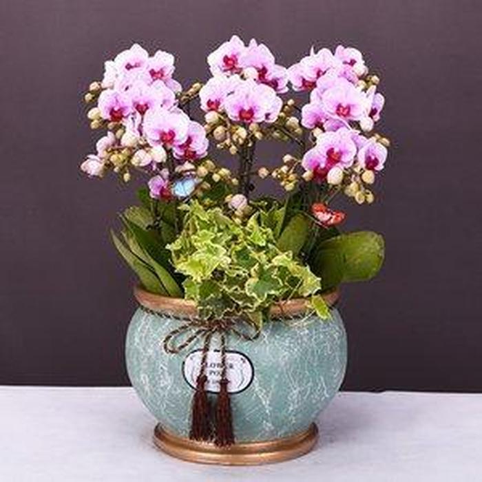 盆栽花卉 贈(zèng)予自然的詩(shī)意，傳遞情感的芬芳